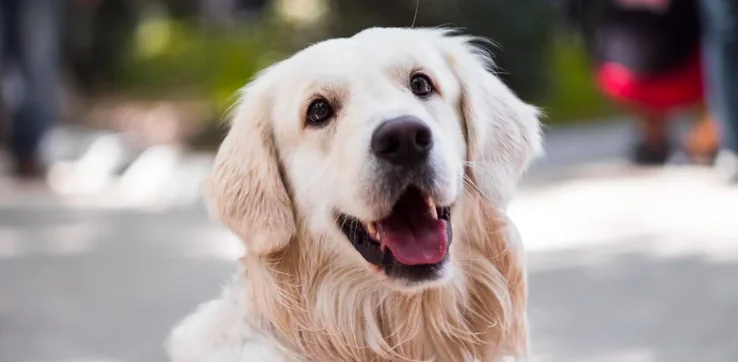Luca Toni porta il cane al circolo privato